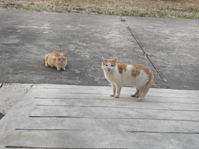 顽皮猫咪