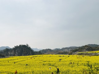 油菜花季节，又冷又热