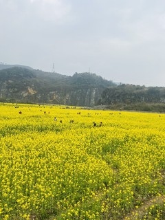 油菜花季节，又冷又热