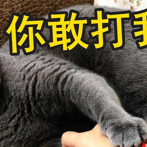 “经常挨打”和“从不挨打”的猫咪，过的完全是两种猫生！