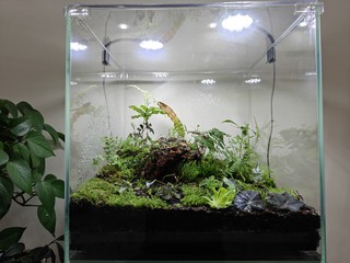 小鱼缸里塞进了大风景，我的苔藓植物缸又成了一个