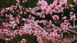 桃花含苞久未至，林湖雀舌带春来。