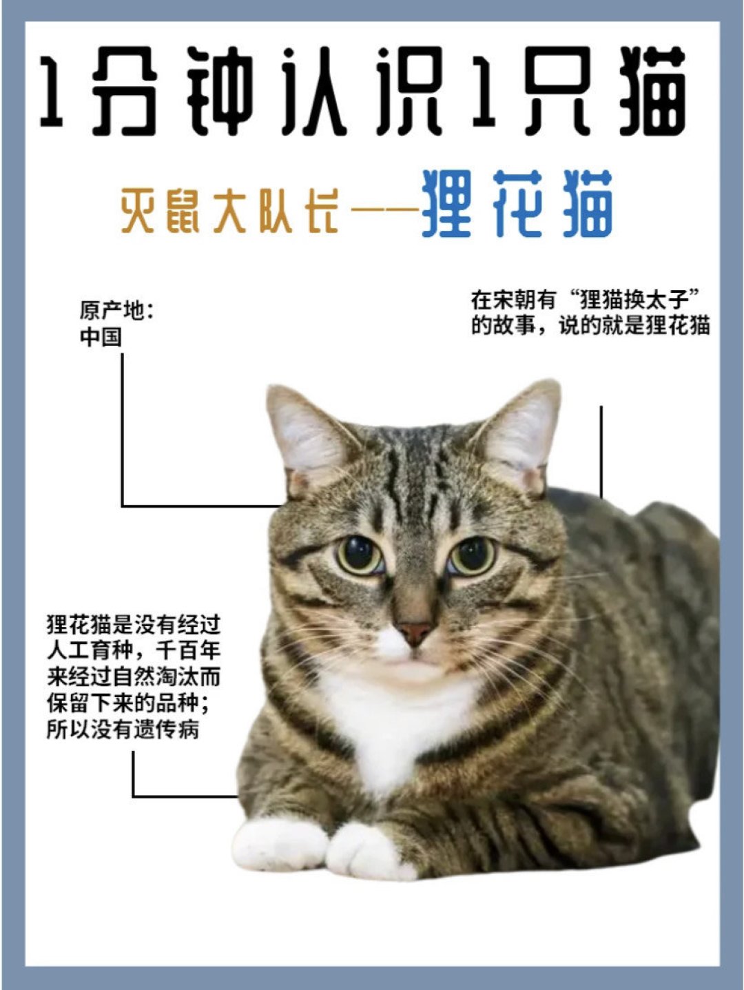 花猫 高爷家猫咪怎么样1分钟认识1种猫｜狸花猫_什么值得买