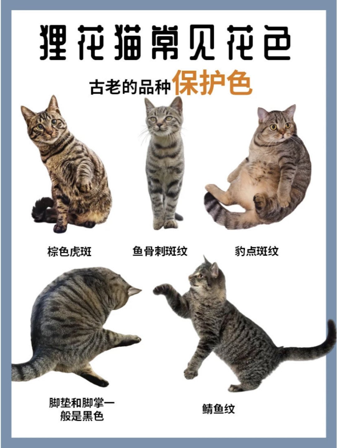 高爷家猫咪怎么样1分钟认识1种猫｜狸花猫_什么值得买