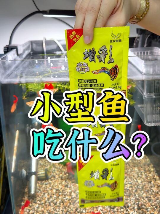 小型鱼吃什么？
