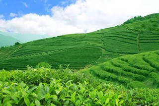 朋友从安徽霍山回来给我带的霍山黄芽。