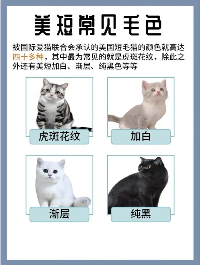 1分钟认识1只猫美短