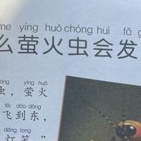 中国孩子的百科全书之为什么萤火虫会发光？