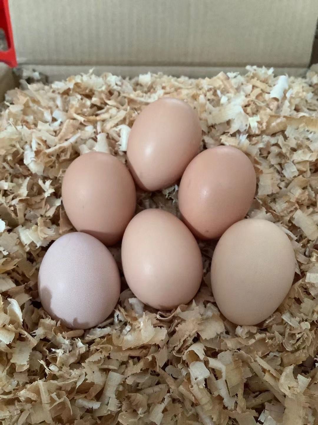 打工人的鸡蛋便当,美味又营养!