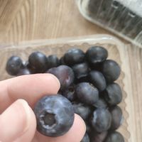 昨天买的蓝莓今天就收到了
