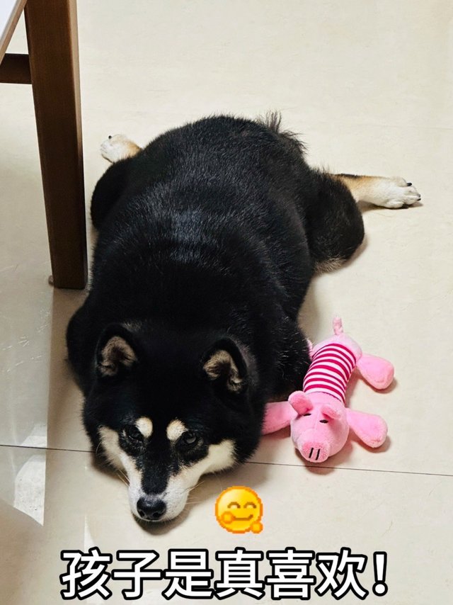 猜猜我家狗娃子最喜欢哪个玩具~