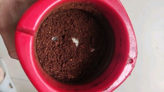 这款超值的咖啡豆到底好不好！
