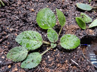 又野采植物回来种下了，可我都不知道它们叫什么