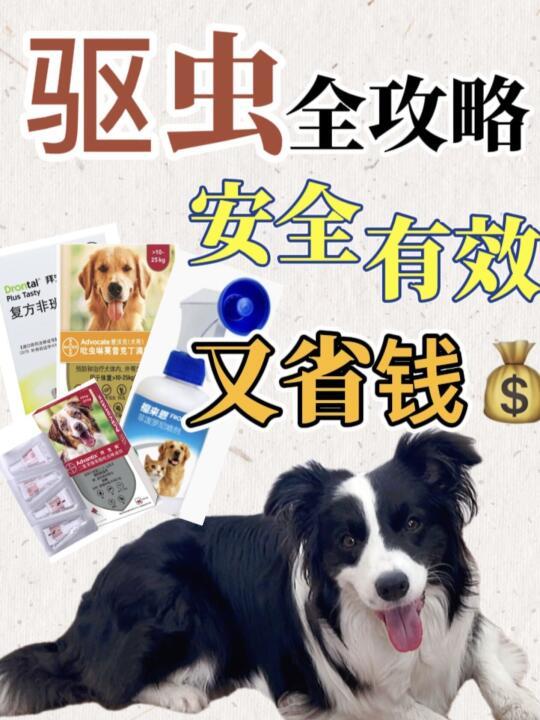 狗狗驱虫💊全攻略|帮你get最适合的方案✅