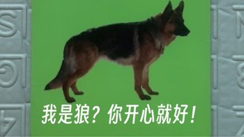 就你离谱，这款动物卡片是想要笑死我吗？