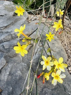 迎春花开，春天的使者