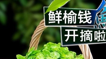 新鲜榆钱儿蔬菜，健康美味，你值得拥有！