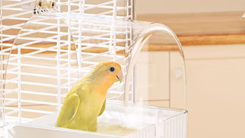 大自然 篇五：干净健康很重要，使用鹦鹉洗澡盆