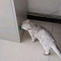 欢宠网 猫玩具猫咪猫薄荷球磨牙棒逗猫旋转舔舔乐自嗨神器解闷宠物用品