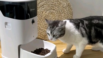 智能养宠新时代：宠物智能喂食器，猫咪狗狗的最佳伴侣