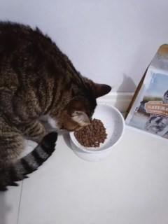 解锁小猫爱吃的零食和猫粮