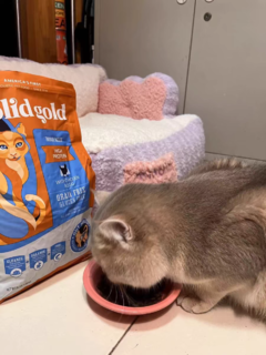 SolidGold金素力高猫粮幼猫成猫鲜肉猫粮鸡肉味旗舰店全价猫粮3磅