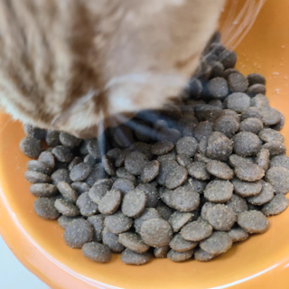 SolidGold金素猫粮幼猫进口金装素力高成猫高蛋白鲜肉猫粮12/15磅