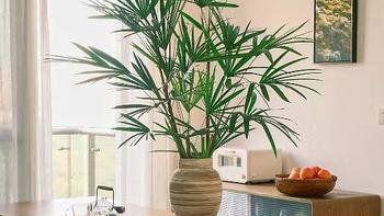🌿 室内也能养出森林感！细叶大叶米竹子水培秘籍📖