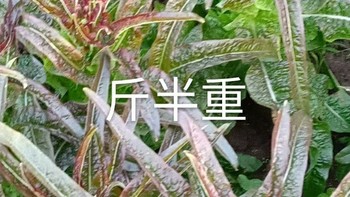 03月26日，优质山东产地莴苣一手货源推荐