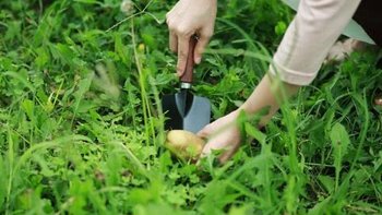 带娃春游，看到这10种野菜别忘了挖！