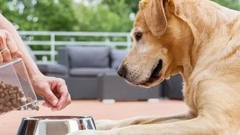 揭秘狗粮背后的秘密：你的狗狗究竟在吃什么？