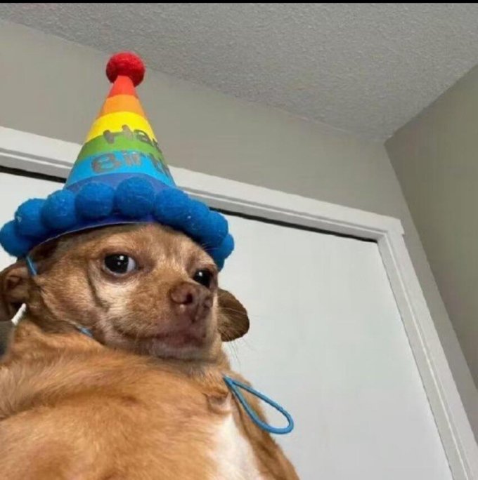 夏天要到了新买的狗狗驱虫