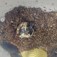 家里新成员：两只破壳而出的小乌龟