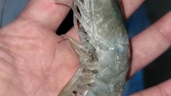 国联整箱4斤16-19cm超大白虾