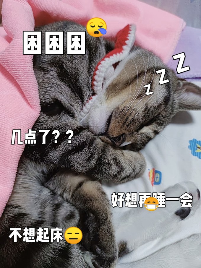 猫狗通用服饰