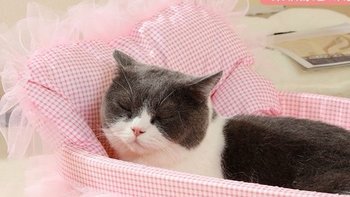 四季适用猫狗的温馨家园—宠物公主沙发床，让爱与关怀相伴每个季节 !
