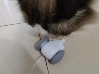 猫捉老鼠游戏