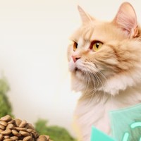 宠物用品 篇六：猫咪成长必备：不同阶段猫粮推荐
