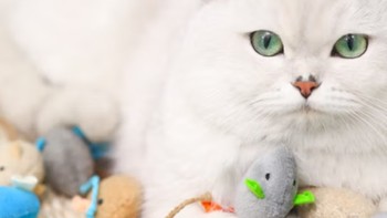居家用品 篇十一：猫咪专属玩具推荐：打造与喵星人的欢乐时光
