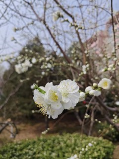 再去看看桃花开！