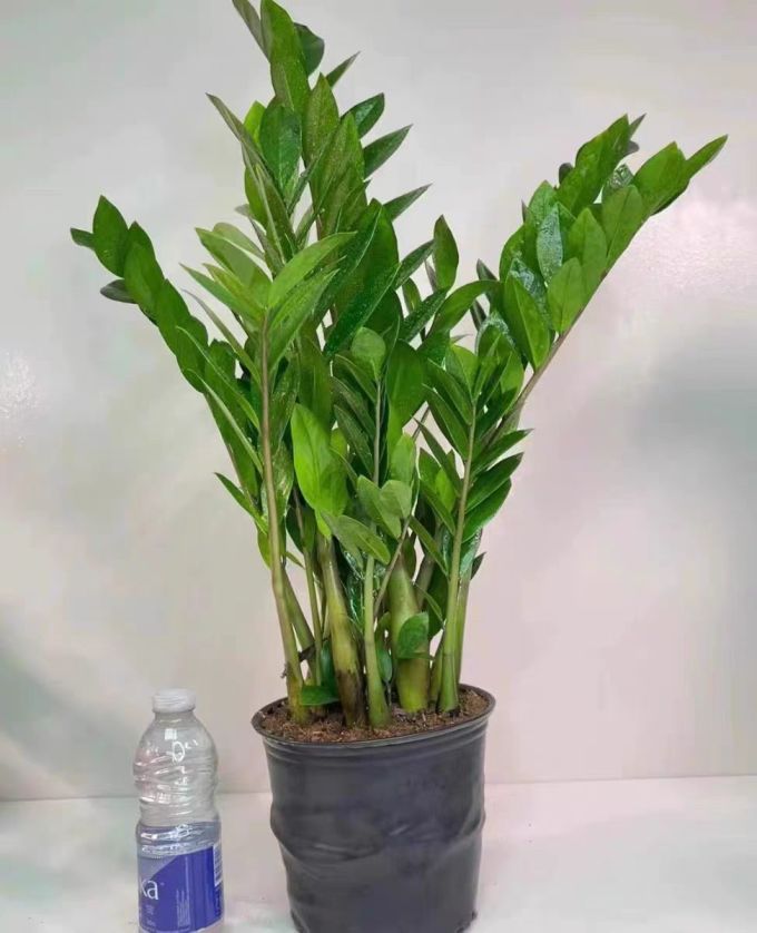 四季常绿的盆栽绿植