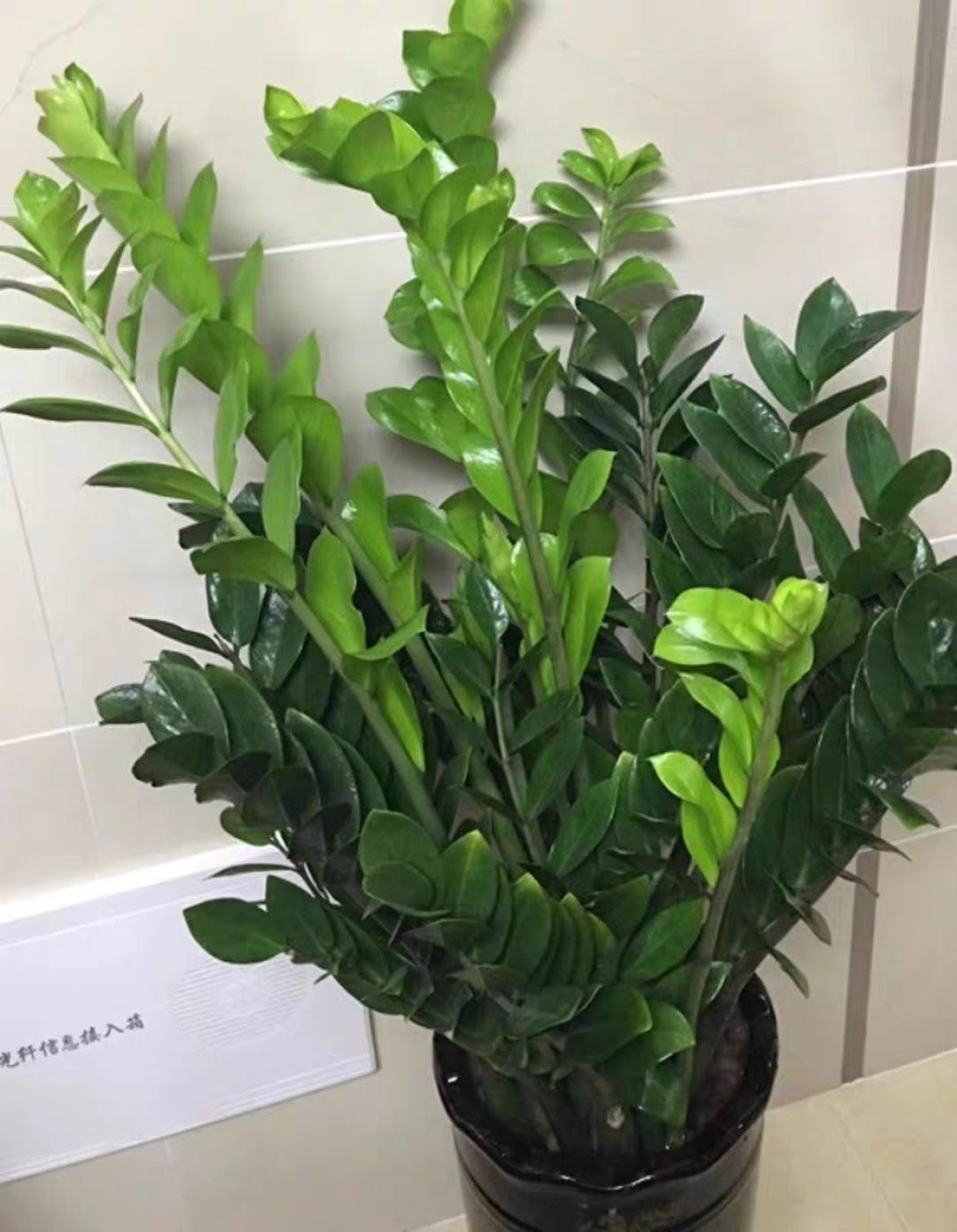 很适合办公室的绿植