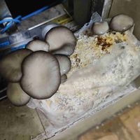如何在家轻松种蘑菇？