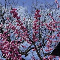 人间三月天，北京赏花图鉴