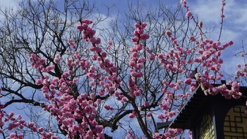 人间三月天，北京赏花图鉴