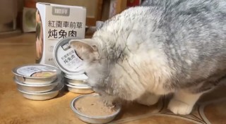 猫宝吃好，老母亲才放心