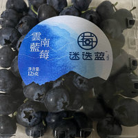 云南蓝莓——迷迭蓝