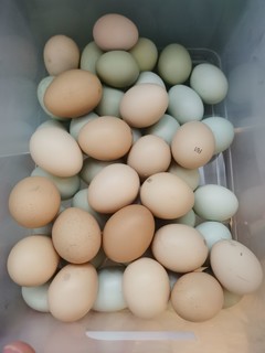 鸡蛋是最便宜最方便的蛋白质摄入来源