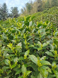 一杯春茶为春天加酚，高山绿茶