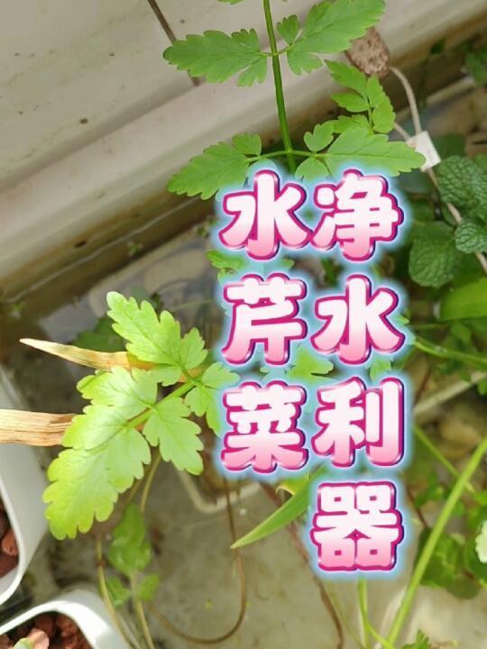能吃又好养，古法生态龟缸净水植物推荐